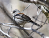 Gray-headed Dark-eyed Junco